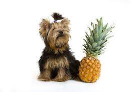 Can Dogs Eat Pineapple Is Pineapple Good Or Bad For Dogs Can Dogs Eat Dog Advice Dog Eating