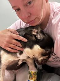 We are saddened to share the news of the passing of Big Daddy Bahasa, our  beloved 7-year-old male komodo dragon, who passed away due to complications  in his digestive system that significantly
