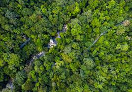 Tree top walk sungai sedim. Aerial View Of Tree Top Walk Sungai Sedim This 925 Metres Length Stock Photo Picture And Royalty Free Image Image 132162951