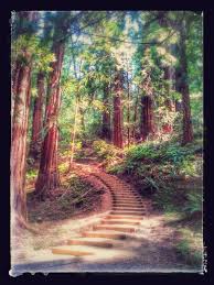 Muir Woods In 2020 Nature Wallpaper Muir Woods Amazing Photography