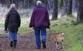 gde zapreshen vygul sobak i za chto chashe vsego shtrafuyut daj lapu