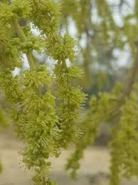 Image result for Lannea schimperi