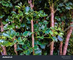 Image result for Polyscias guilfoylei