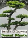Image result for what are the benefits of a bonsai tree