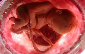 22 semanas de embarazo ¡es capaz de sentir emociones! Calendario De Embarazo De La Semana 21 A La Semana 24