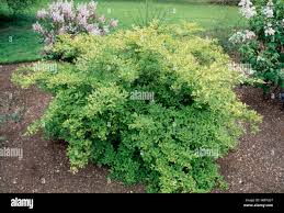 Image result for Limnophyton obtusifolium