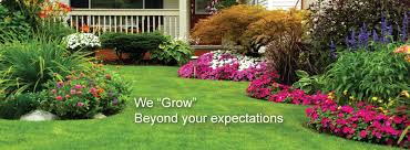 A healthy lawn will crowd out most weeds and lawn & turf care. Premium Organic Lawn Care Weed Control Bee Green Pro