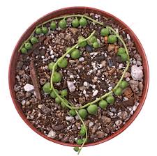 Propagation the string of turtles is easy to propagate from stem cuttings. How To Grow An Epic String Of Pearls Plant Mountain Crest Gardens