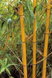 4 Live Bamboo Cuttings Free Shipping Bamboo Garden Plants Bamboo Plants
