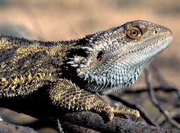 The included suction cups create a durable bond, but also allow you to move it around anywhere in your reptile tank. Climate Change Makes Lizards Change Sex