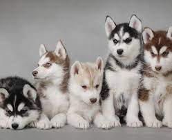 Pups will come with current vaccinations, dewormed. Cute Husky Puppies Siberian Huskies Photo 35540658 Fanpop
