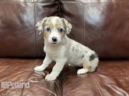 Maybe you would like to learn more about one of these? Auggie Dog Male Tri 2749722 Petland Frisco Tx