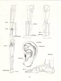 Pin Di The Acupuncture Treatment Of Pain Leon Chaitow
