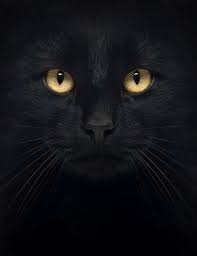 13 Spooky Images That Will Haunt You This Halloween The Shutterstock Blog Names For Black Cats Black Cat Pictures Cats