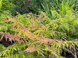 Image result for Renealmia susanneae-katziae