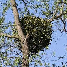 Image result for Agelanthus keilii