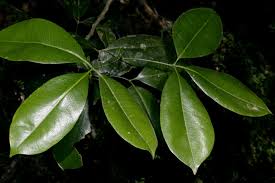 Image result for Vepris grandifolia