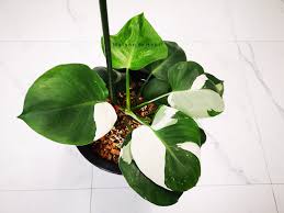 We did not find results for: Philodendron White Wizard Maison De Henri Henri Tree Facebook