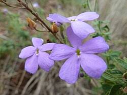 Image result for Buchnera chimanimaniensis