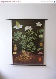 On Sale Vintage Potato School Chart Botanical By
