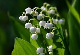 Ha foglie tondeggianti, lisce e verde brillante e piccoli fiorellini rossi a forma di campanella allungata, che sbocciano numerosi in estate. Mughetto Convallaria Majalis Bulbi Convallaria Majalis Bulbi
