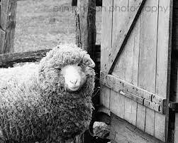 Rustic Farm Animal Photography Print Sheep Art Farmhouse Etsy Animal Photography Print Farmhouse Wall Art Sheep Prints