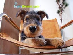Maybe you would like to learn more about one of these? Airedale Terrier Puppies Dog Kennel