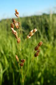 Image result for Anthoxanthum nivale