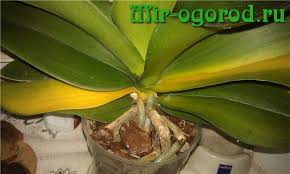 We did not find results for: The Leaves Of The Orchid Turned Yellow Orchid Leaves Turn Yellow What To Do And How To Find Out The Cause Of Yellowing