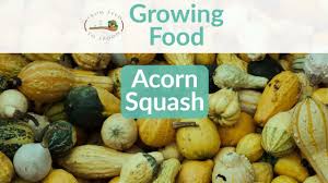 Fertilize well throughout the butternut squash growing season. Acorn Squash How To Grow And When To Plant In Your Backyard Or Patio Garden From Seed To Spoon Vegetable Garden Planner Mobile App