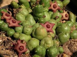 Image result for Duvalia