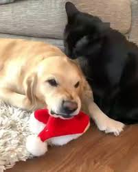 kavga ettigimizde barismak isteyen arkadasim animals dog cat gtyap followmepleasel komik hayvan fotograflari komik hayvan komik hayvan videolari