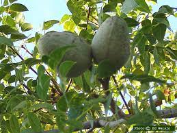 Need for water increases during fruit development. Florida Native Trees Shrubs Page 2 Of 11