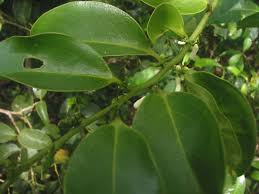 Image result for Olacaceae