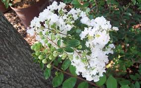 Crepe myrtle can be a beautiful addition to any garden. Early Bird White Crape Myrtle 2 Gallon Shrub Tree Dwarf Crape Myrtle Togogarden