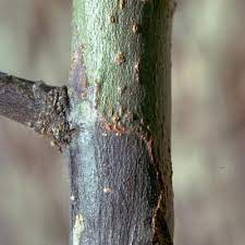 Be sure the tree is sited where it receives full sunlight. Common Crabapple Diseases That Cause Summer Defoliation Arbor Experts Tree Care In Dayton Oh