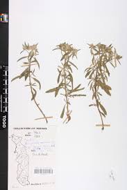 Image result for Haumaniastrum caeruleum