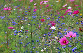 Download Planting Wildflowers For The Environment Environment Blog