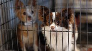 Thousands of dogs and cats across the country are up for adoption and are eagerly waiting for their forever homes and families. Stopping Puppy Mills The Humane Society Of The United States