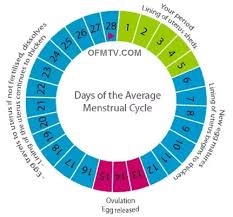 Women U S Menstrual Cycle And Pregnancy Chart Www