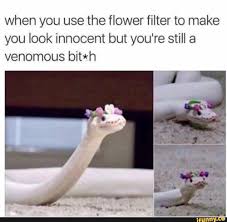 When You Use The Flower Filter To Make You Look Innocent But You Re Still A Venomous Bit H Ifunny Cute Jokes Funny Cute Reptiles