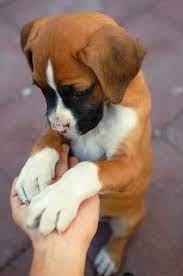 Capri Jewelers Arizona Www Caprijewelersaz Com Sending Some Special Puppy Love Teacup Yorkies For Sale Teacup Y Boxer Dogs Boxer Puppies Boxer Dog Puppy