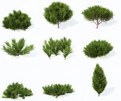 9 Savin Juniper Tree 3d Model In 2020 Juniper Tree 3d Model Tree