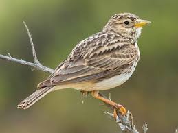 Image result for Landolphia rufescens