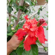 Unduh 840 gambar bunga raya gif hd paling keren gambar bunga. Hibiscus Special Variety Cutting Bunga Raya Bunga Kebangsaan Shopee Malaysia