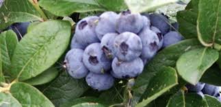 Sign up to order wholesale citrus trees or call 03 9859 9190. We Have A Huge Range Of Fruit Trees And Shrubs Available Online The Diggers Club