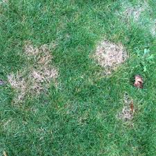 Should i water my lawn. How To Fight Red Thread Lawn Disease Ask An Expert Oregonlive Com