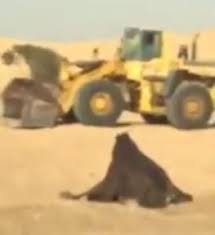 راعي يدهس إبل كفيله بـ شيول انتقاما منه فيديو اخباريات monster trucks vehicles monster