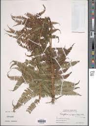 Image result for Pseudocyclosorus