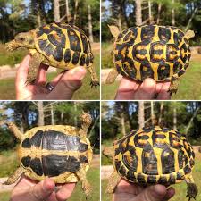 Image result for Hermannia seineri